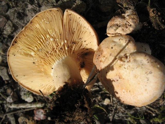 Lactarius chrysorrheus